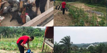 LPKA Kelas II Pekanbaru Melaksanakan Kegiatan Perawatan Kebun Agro PAS Serta Pemeliharaan Ternak Ayam Dalam Rangka Mendukung Program Ketahanan Pangan.