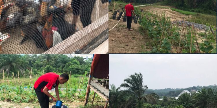 LPKA Kelas II Pekanbaru Melaksanakan Kegiatan Perawatan Kebun Agro PAS Serta Pemeliharaan Ternak Ayam Dalam Rangka Mendukung Program Ketahanan Pangan.
