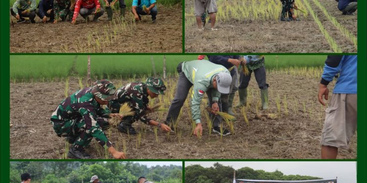 Perkuat Swasembada Pangan Pelosok Desa, Satgas TMMD Ke-129 Kodim 0313/KPR Turun Sawah Tanam Padi di Kuala Panduk