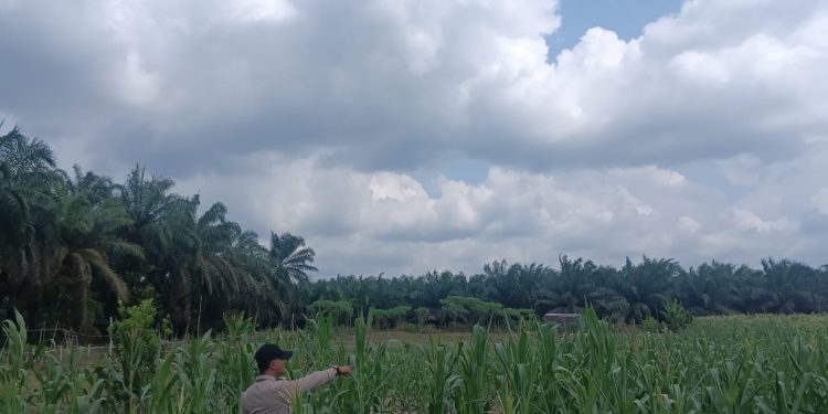 Dukung Ketahaan Pangan Polsek Kerumutan Pastikan Jagung Pipil di Desa Banjar Panjang Tumbuh Subur