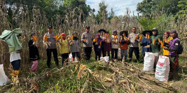 Panen Raya Jagung Pipil di Desa Koto Lubuk Jambi, Polsek Kuantan Mudik Dukung Program Swasembada Pangan