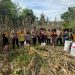 Panen Raya Jagung Pipil di Desa Koto Lubuk Jambi, Polsek Kuantan Mudik Dukung Program Swasembada Pangan