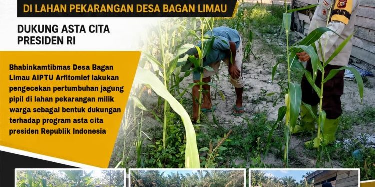 Polsek Ukui Kawal tanaman jagung dalam Ketahanan Pangan di Bagan Limau
