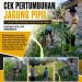 Polsek Ukui Kawal tanaman jagung dalam Ketahanan Pangan di Bagan Limau