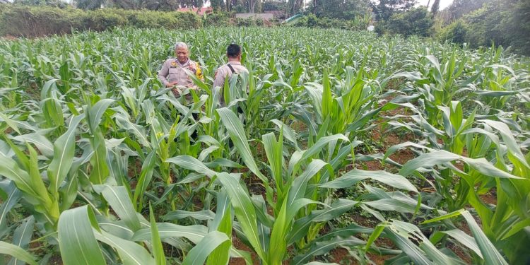 Jagung dan Cabe untuk Ketahanan Pangan, Polres Inhu Terus Monitoring