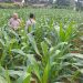 Jagung dan Cabe untuk Ketahanan Pangan, Polres Inhu Terus Monitoring
