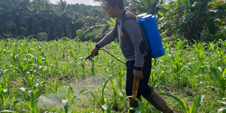 Polsek Pkl. Kerinci Semprot Gulma Jagung Asta Cita 1 Hektar di Desa Makmur