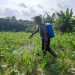 Polsek Pkl. Kerinci Semprot Gulma Jagung Asta Cita 1 Hektar di Desa Makmur