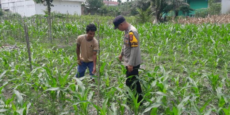Sinergi Bhabinkamtibmas Polres Siak Perkuat Ketahanan Pangan Masyarakat Melalui Diversifikasi Pertanian