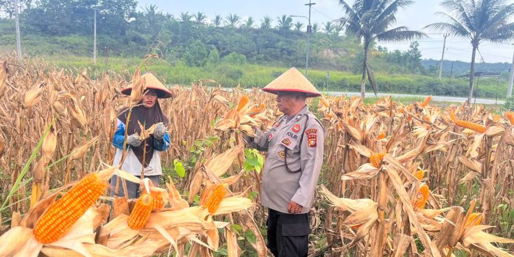 Sinergi Bhabinkamtibmas Polres Siak Perkuat Ketahanan Pangan Masyarakat Melalui Diversifikasi Pertanian