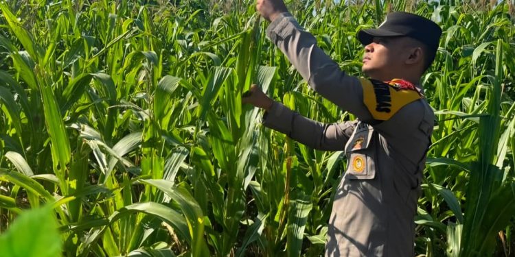 10 Hektar Jagung Pipil KUD Sialang Makmur Tumbuh Sehat, Polsek Pkl. Kuras Kawal Ketahanan Pangan