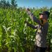 10 Hektar Jagung Pipil KUD Sialang Makmur Tumbuh Sehat, Polsek Pkl. Kuras Kawal Ketahanan Pangan
