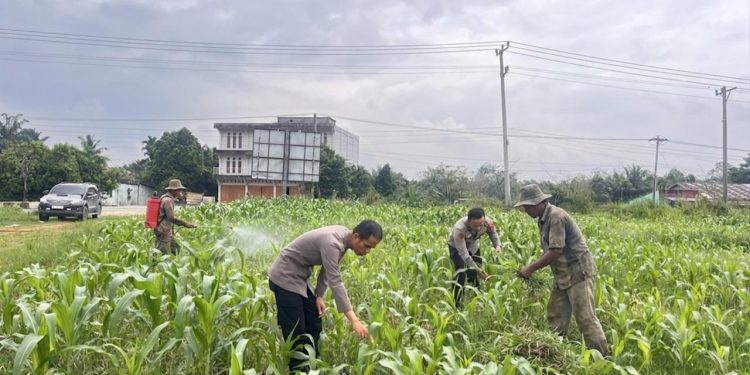 Cek Pertumbuhan Jagung 6 Hektare, Polres Rokan Hulu Perkuat Dukungan Swasembada Pangan Nasional