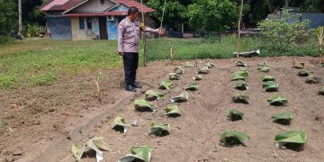 Polri Cinta Petani, Polresta Pekanbaru Hadir Dampingi Petani Wujudkan Pertanian yang Produkti