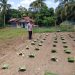 Polri Cinta Petani, Polresta Pekanbaru Hadir Dampingi Petani Wujudkan Pertanian yang Produkti