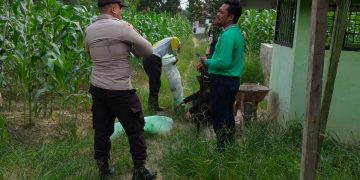 Jagung 1 Hektare di Bukit Gajah Tumbuh 1 Meter, Polsek Ukui Kawal Ketahanan Pangan Kelompok Cinta Tani