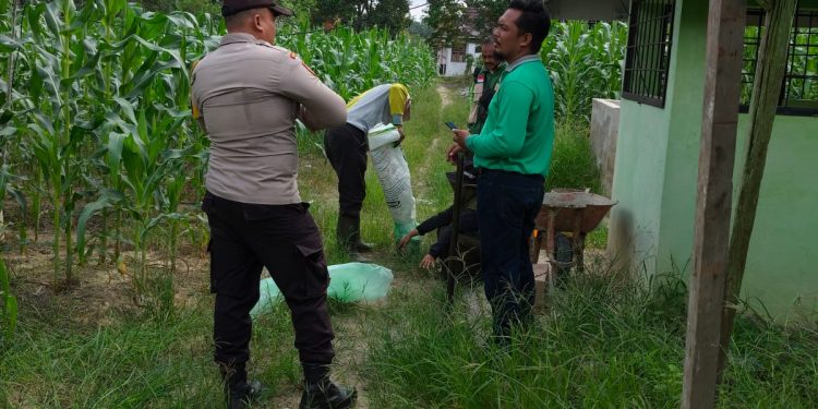 Jagung 1 Hektare di Bukit Gajah Tumbuh 1 Meter, Polsek Ukui Kawal Ketahanan Pangan Kelompok Cinta Tani