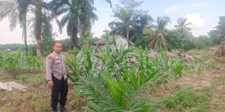 Bhabin Kampung Baru Cek Jagung TKD Ukui Agar Tetap Optimal untuk menjamin ketahanan pangan