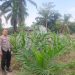 Bhabin Kampung Baru Cek Jagung TKD Ukui Agar Tetap Optimal untuk menjamin ketahanan pangan