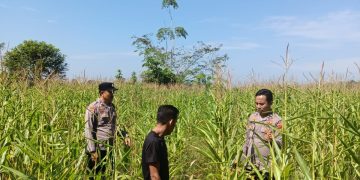 Polres Kuansing Dukung Swasembada Pangan 2026, Polsek Kuantan Mudik Monitoring Pertumbuhan Jagung Pipil