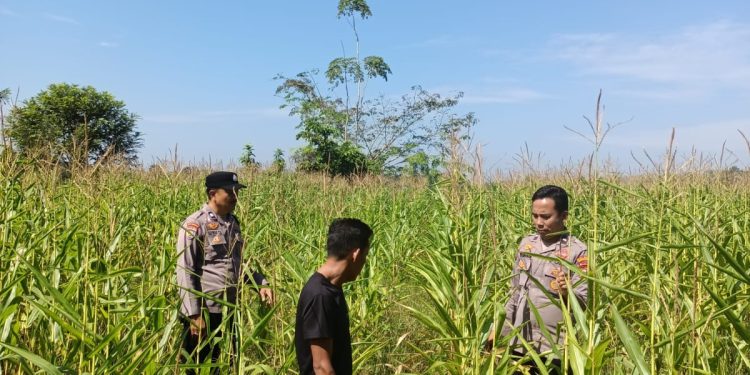 Polres Kuansing Dukung Swasembada Pangan 2026, Polsek Kuantan Mudik Monitoring Pertumbuhan Jagung Pipil
