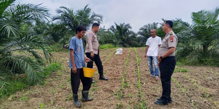 Polsek Kuantan Mudik Lakukan Pengecekan Tanaman Jagung Pipil, Dukung Program Swasembada Pangan Nasional 2026