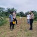 Polsek Kuantan Mudik Lakukan Pengecekan Tanaman Jagung Pipil, Dukung Program Swasembada Pangan Nasional 2026