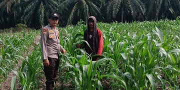 3 Hektare Jagung Pipil Kelompok Tani Maju Bersama Air Hitam Tumbuh Subur, Bhabin Ukui Kawal Ketahanan pangan