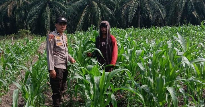 3 Hektare Jagung Pipil Kelompok Tani Maju Bersama Air Hitam Tumbuh Subur, Bhabin Ukui Kawal Ketahanan pangan