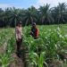 3 Hektare Jagung Pipil Kelompok Tani Maju Bersama Air Hitam Tumbuh Subur, Bhabin Ukui Kawal Ketahanan pangan