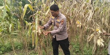 Jagung Pipil Kuartal I KUD Sialang Makmur Siap Panen 23 Juli, Polsek Pkl Kuras Kawal Ketahanan Pangan Desa Sialang Indah