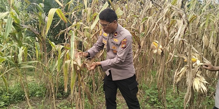 Jagung Pipil Kuartal I KUD Sialang Makmur Siap Panen 23 Juli, Polsek Pkl Kuras Kawal Ketahanan Pangan Desa Sialang Indah