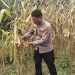 Jagung Pipil Kuartal I KUD Sialang Makmur Siap Panen 23 Juli, Polsek Pkl Kuras Kawal Ketahanan Pangan Desa Sialang Indah