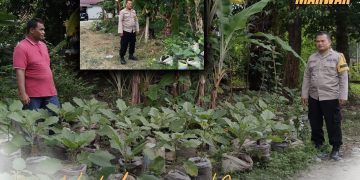 Polri Cinta Petani, Polresta Pekanbaru Perkuat Ketahanan Pangan Melalui Pendampingan Kebun Warga di Cinta Raja