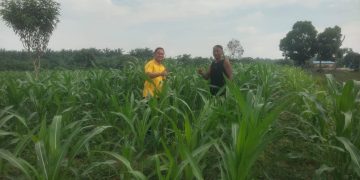 Bhabin Lubuk Ogung Kawal Jagung Pipil Usia 32 Hari, Dukung Ketahanan Pangan8 Lewat BUMDes Ogung Mandiri