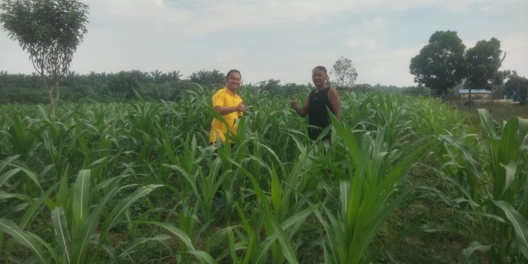 Bhabin Lubuk Ogung Kawal Jagung Pipil Usia 32 Hari, Dukung Ketahanan Pangan8 Lewat BUMDes Ogung Mandiri
