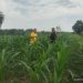 Bhabin Lubuk Ogung Kawal Jagung Pipil Usia 32 Hari, Dukung Ketahanan Pangan8 Lewat BUMDes Ogung Mandiri