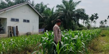 Swasembada Pangan Dengan Jagung Pipil, Ini Yang Dilakukan Polres Inhu