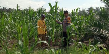 Polsek Ukui Monitoring Jagung Pipil 2 Ha, untuk memperkuat Ketahanan Pangan