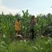 Polsek Ukui Monitoring Jagung Pipil 2 Ha, untuk memperkuat Ketahanan Pangan