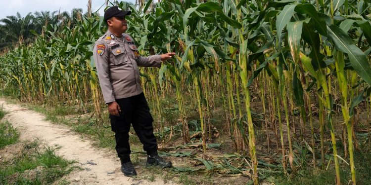 Polsek Ukui melalui Bhabin Bukit Gajah Monitoring Jagung Pipil Swadaya Kelompok Cinta Tani, Dukung Ketahanan Pangan di Ukui