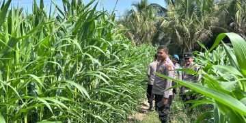 Polres Kuansing Terus Dukung Swasembada Pangan, Jajaran Polsek Cerenti Pantau Perkembangan Tanaman Jagung di Desa Sikakak