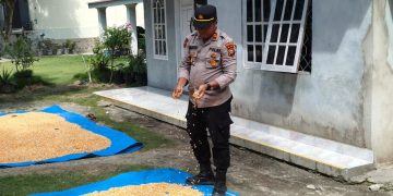Kapolsek Perhentian Raja Cek Proses Pengeringan Jagung Pipil Poktan, Dukung Program Ketahanan Pangan Nasional