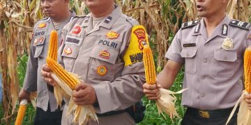 Polsek Tualang Dampingi Panen Jagung di PT Perawang Agro Sejahtera, Dukung Ketahanan Pangan Nasional