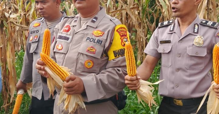 Polsek Tualang Dampingi Panen Jagung di PT Perawang Agro Sejahtera, Dukung Ketahanan Pangan Nasional