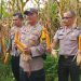 Polsek Tualang Dampingi Panen Jagung di PT Perawang Agro Sejahtera, Dukung Ketahanan Pangan Nasional