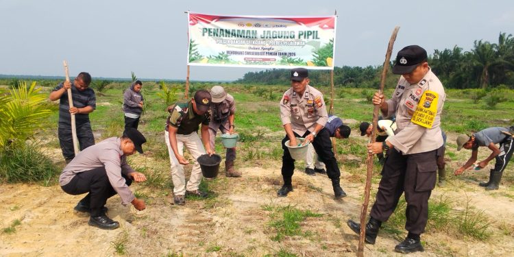 Polsek Bandar Sei Kijang Dukung Ketahanan Pangan, Tanam Jagung Pipil Tahap II di Lahan PT. CDS Seluas 1 Hektar