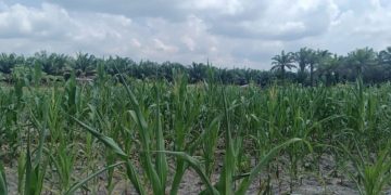 Bhabinkamtibmas Polsek Kerumutan Monitoring Jagung Pipil Warga Desa Banjar Panjang, Dukung Program Asta Cita Ketahanan Pangan
