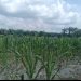 Bhabinkamtibmas Polsek Kerumutan Monitoring Jagung Pipil Warga Desa Banjar Panjang, Dukung Program Asta Cita Ketahanan Pangan