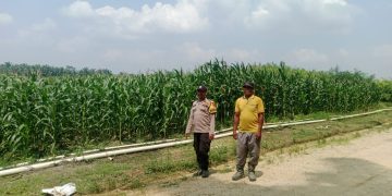 Polsek Bunut Monitoring Jagung Pipil di PT. Serikat Putra Bukit Raja Estate, Dukung Ketahanan Pangan di Desa Sialang Kayu Batu